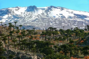 Internet en Neuquén